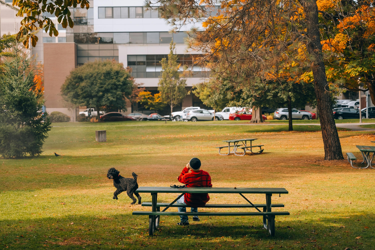 Photo by Josh Hild: https://www.pexels.com/photo/man-and-dog-enjoy-autumn-day-in-urban-park-28834346/