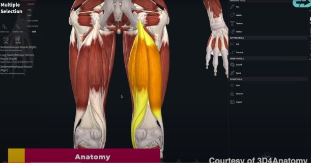 Nordic Curls for Hamstring Injury "Prevention"? - The Nordstick